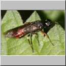 Xiphydria prolongata - Blattwespe 01a 12mm.jpg